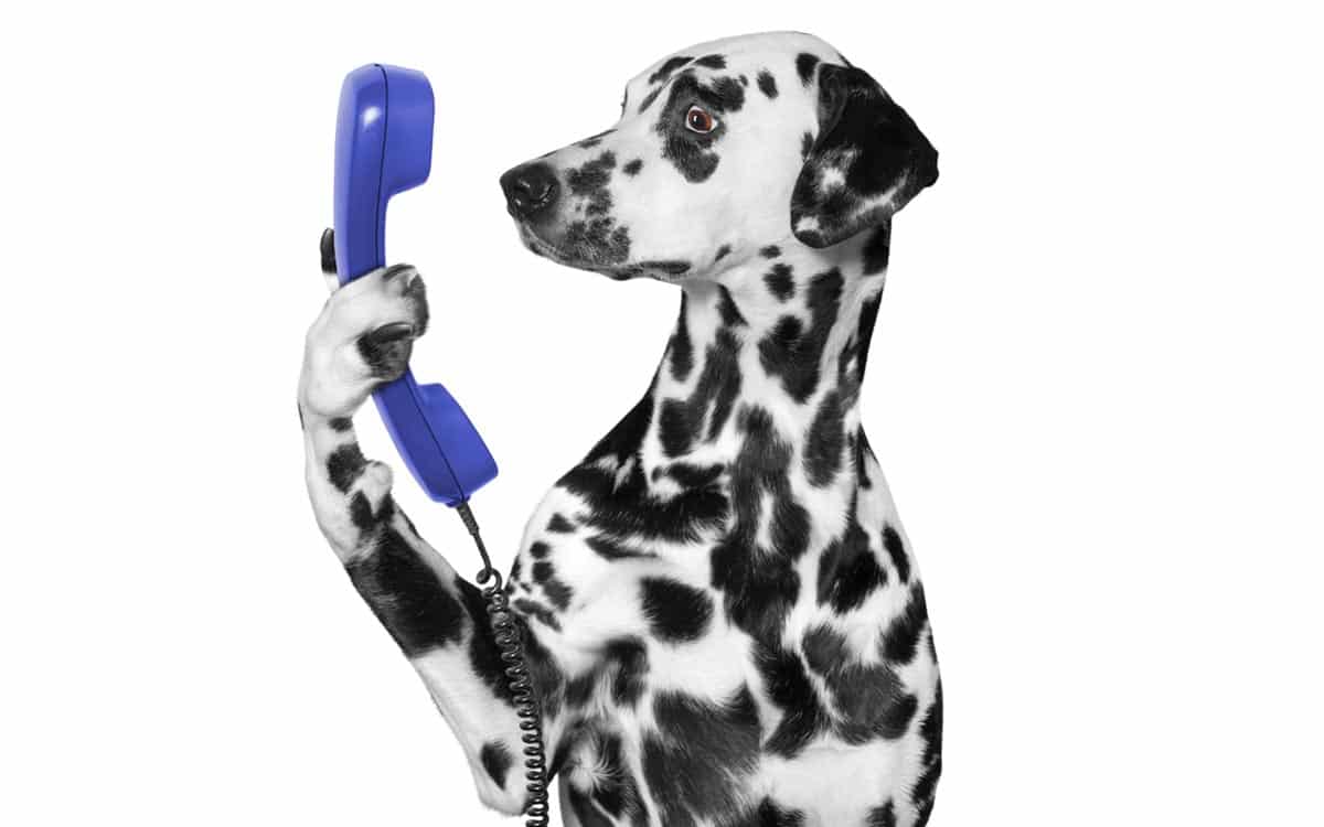 A comfortable first conversation about pet care