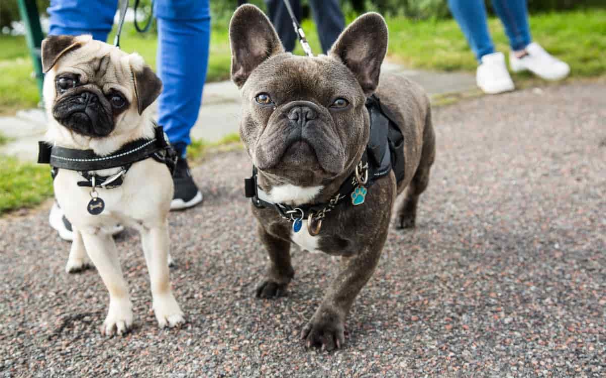 Dogs enjoying a neighborhood walk in Berkley