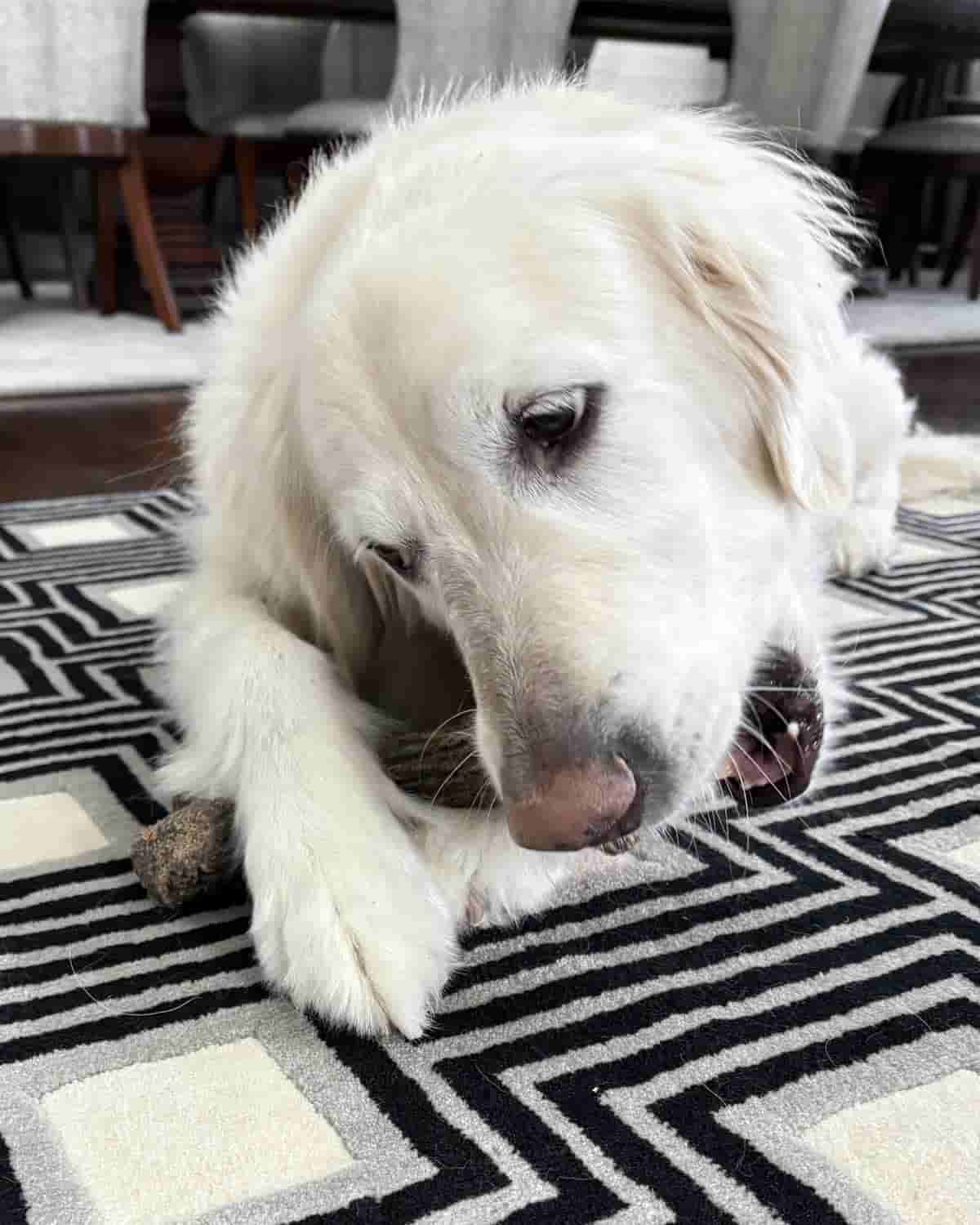 Relaxed dog receiving calm home dog sitting care