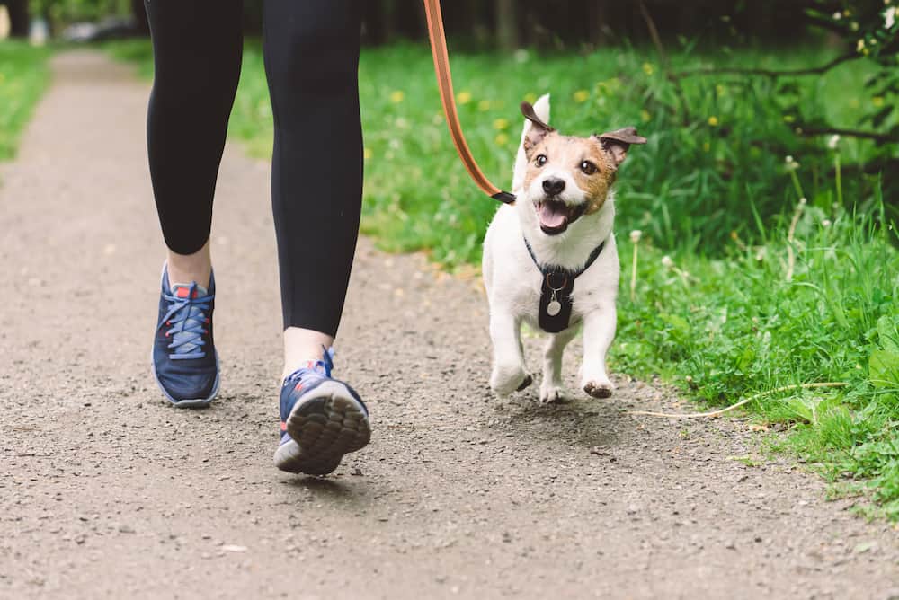 Small dog walking beside a caregiver on a tree-lined path