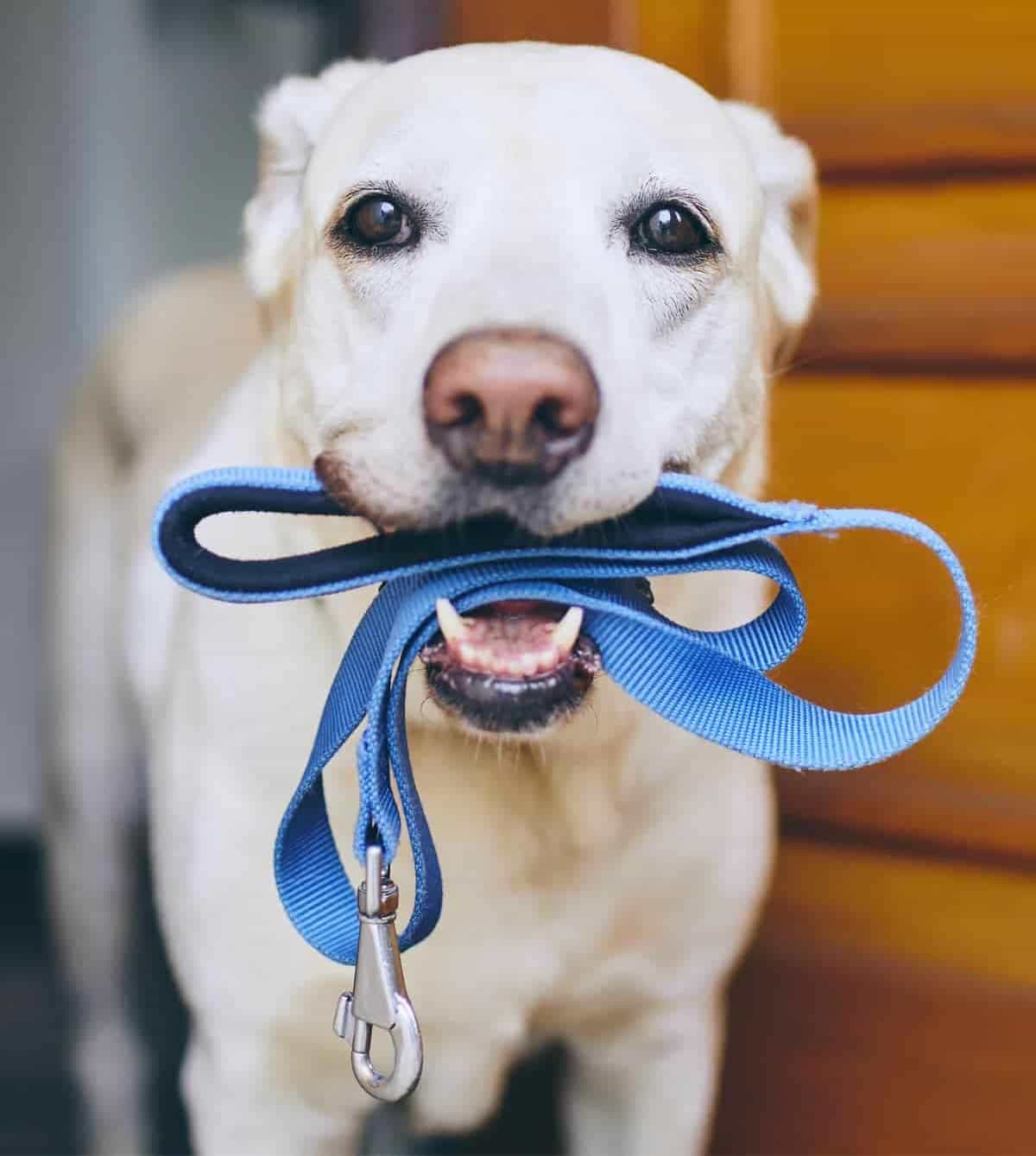 Dog ready for a one-on-one neighborhood walk