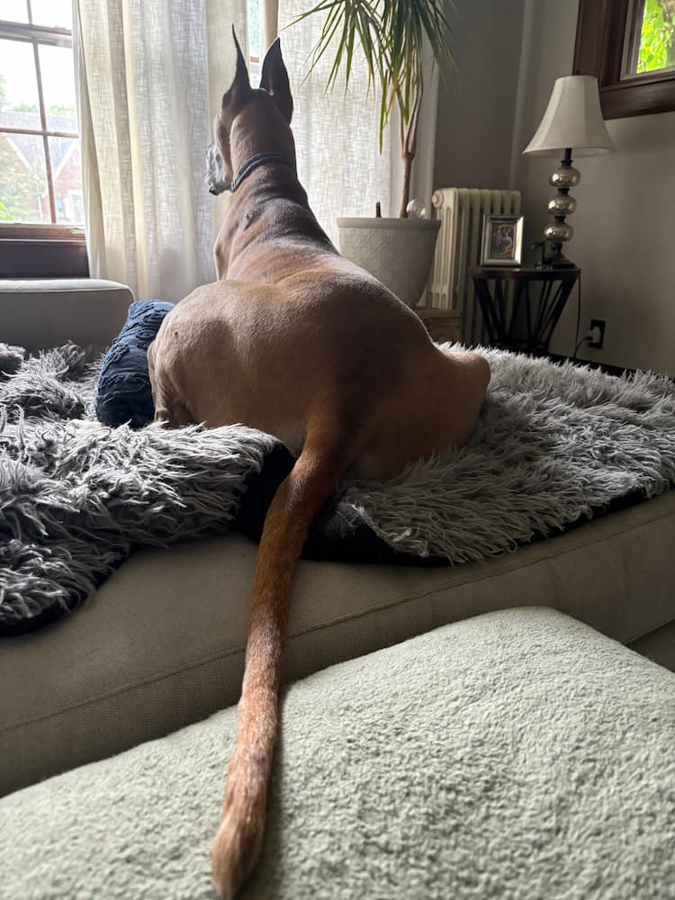 Doberman watching the neighborhood from a window