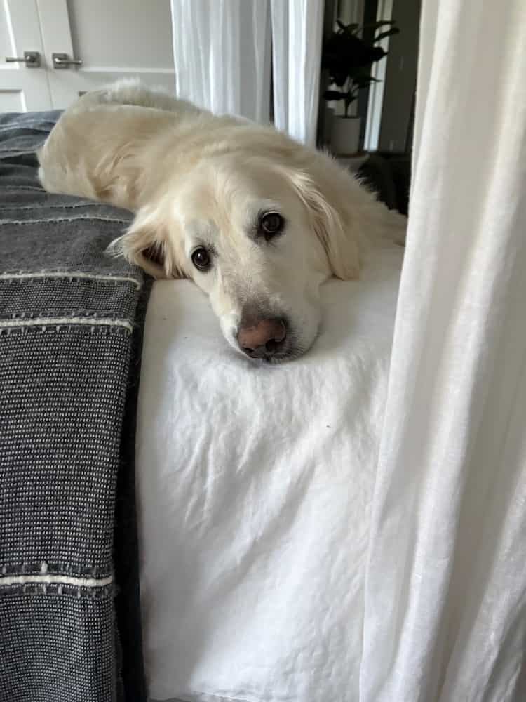 White golden retriever resting beside the bed