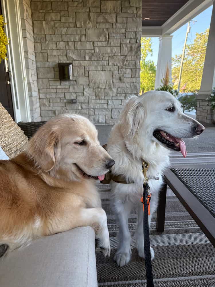 Two golden retrievers relaxing together on a porch