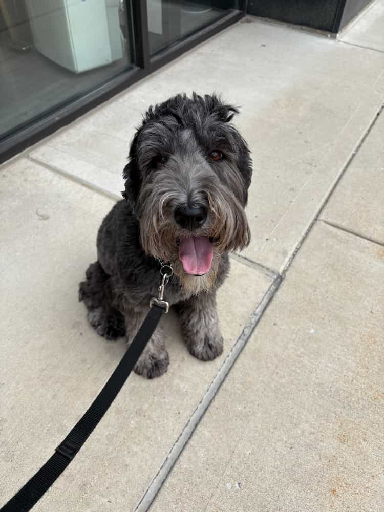 Black doodle ready for a walk