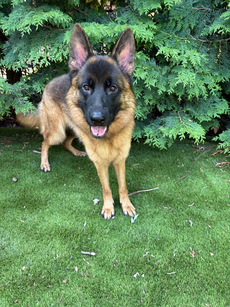 German shepherd standing on the grass