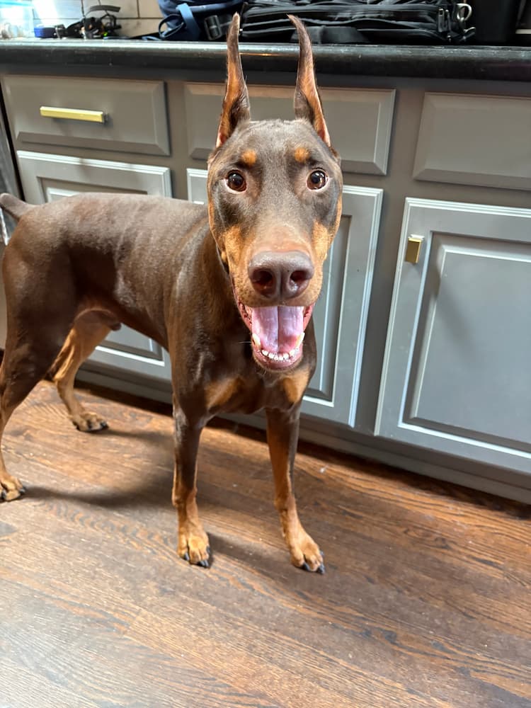 Happy Doberman standing in the kitchen