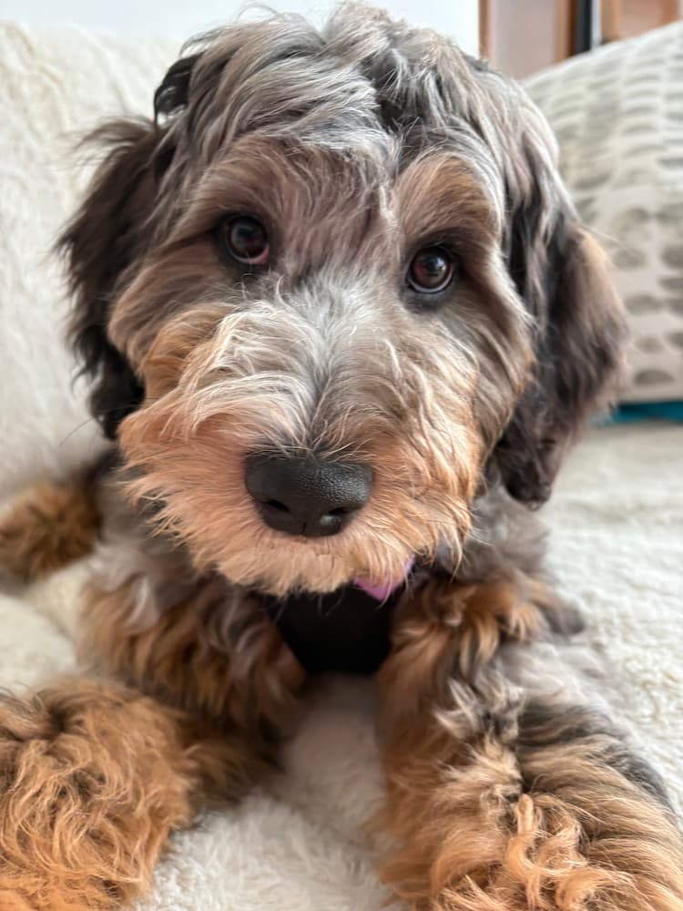 Doodle relaxing on the sofa