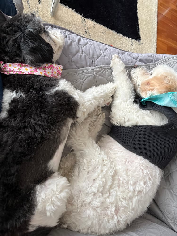Two small dogs napping together