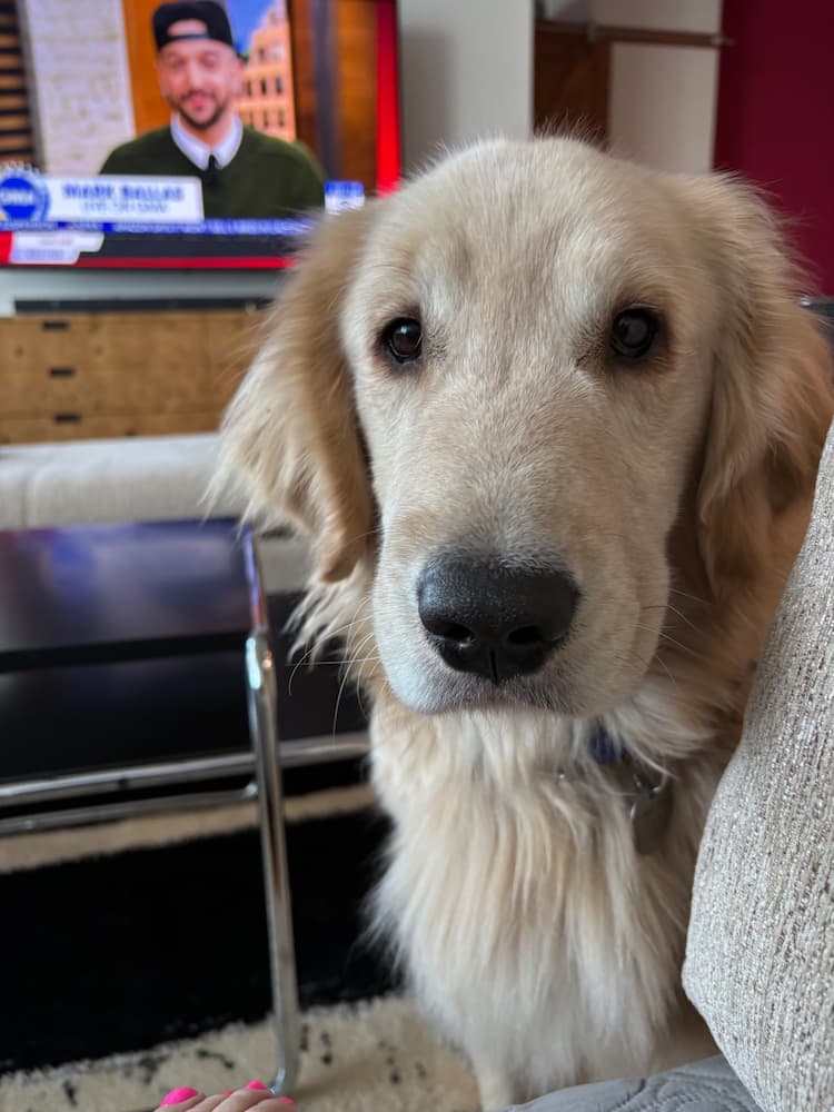 Golden retriever relaxing beside the sofa