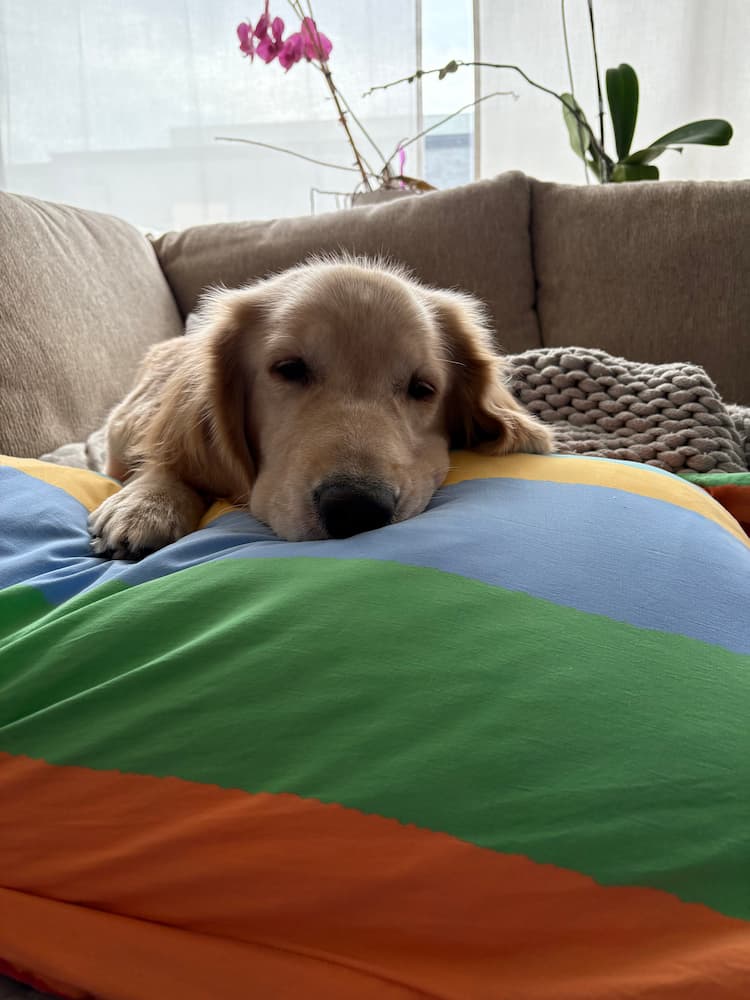 Golden retriever puppy resting on a colorful pillow