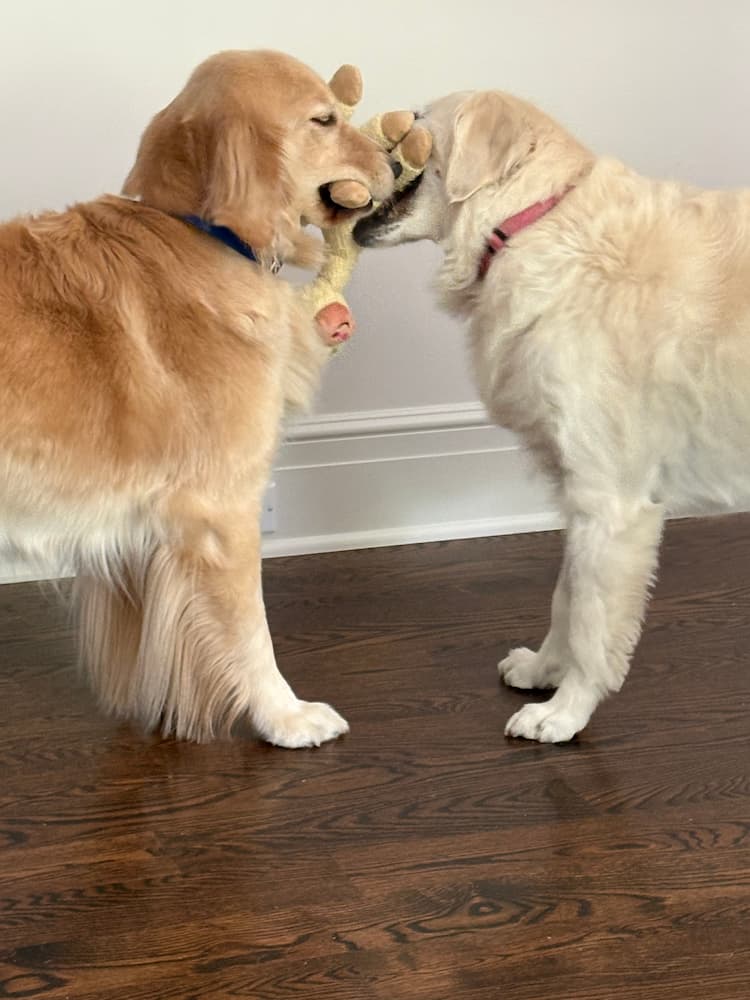 Two golden retrievers sharing a favorite toy