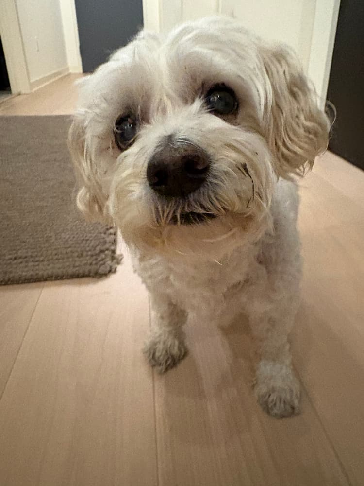 Small white dog looking up indoors