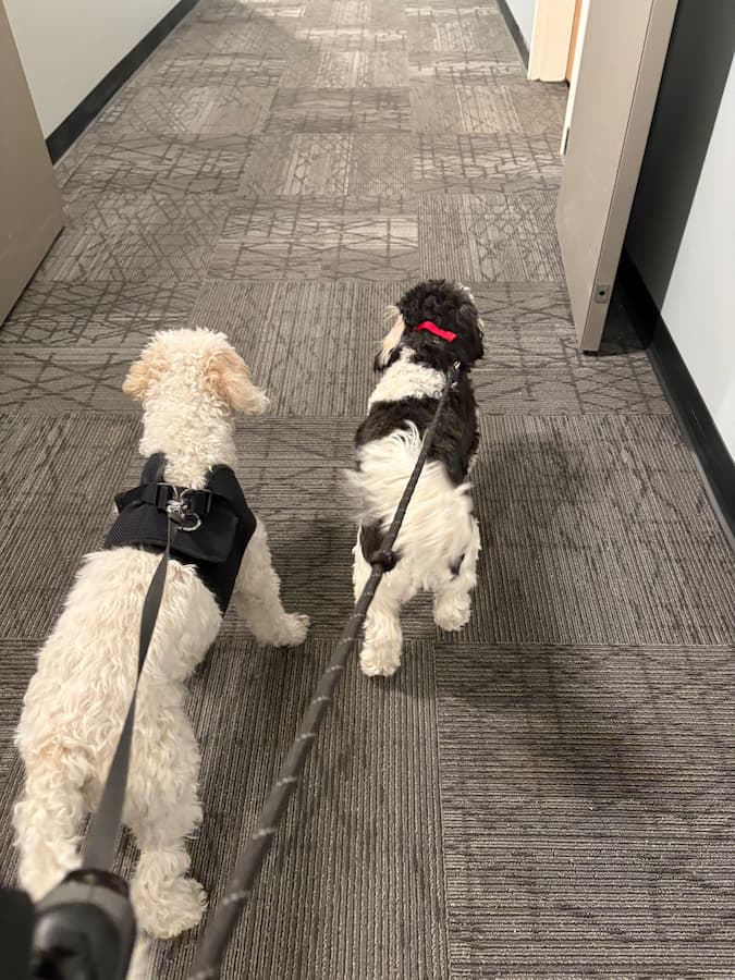 Two dogs walking together indoors