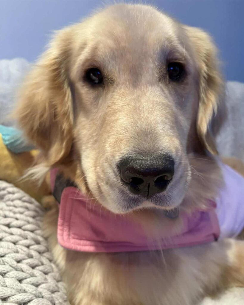 Golden retriever resting with a pink bandana