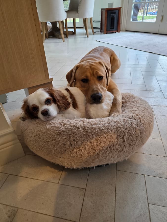Two dogs cuddling together in a dog bed