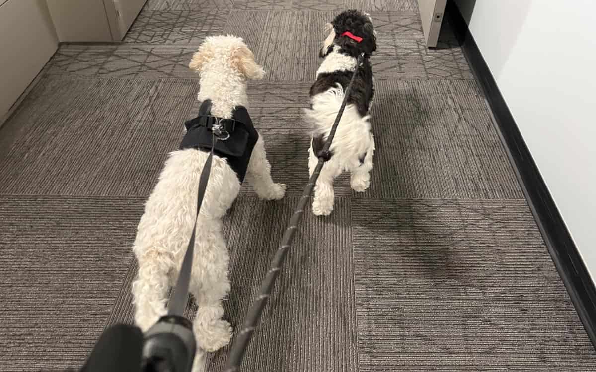 Dog walking from Furry Friends Petcare