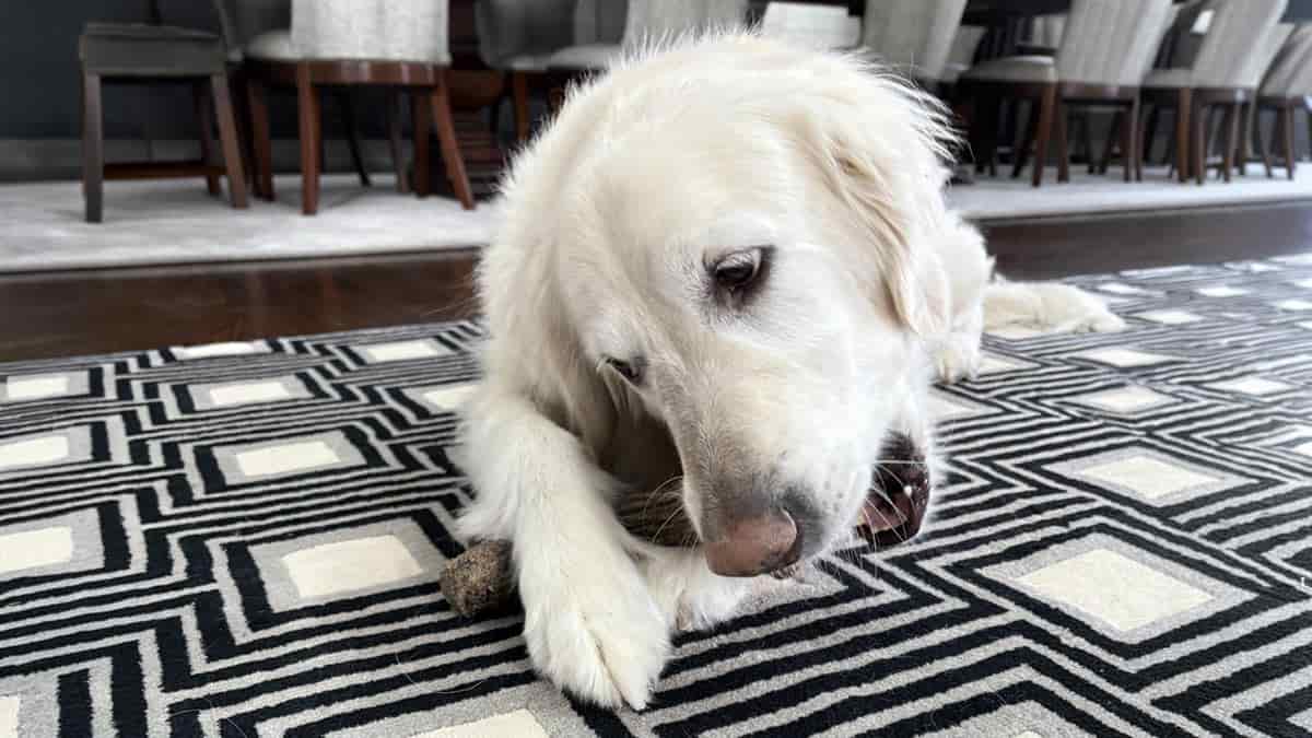 Home dog sitting from Furry Friends Petcare