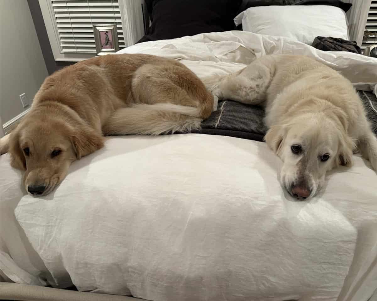 Pet visits from Furry Friends Petcare