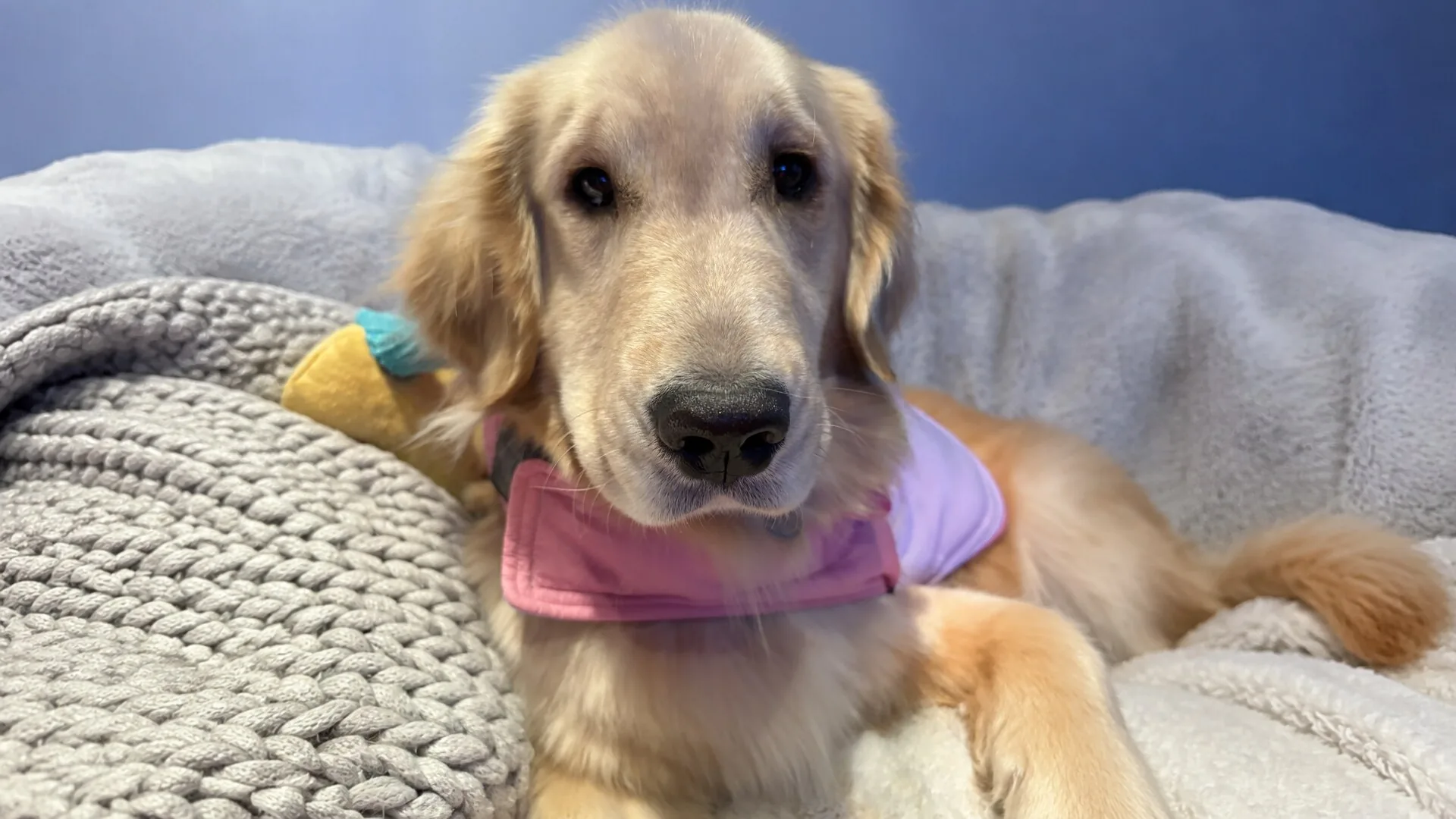 Furry Friends Petcare providing personal pet care