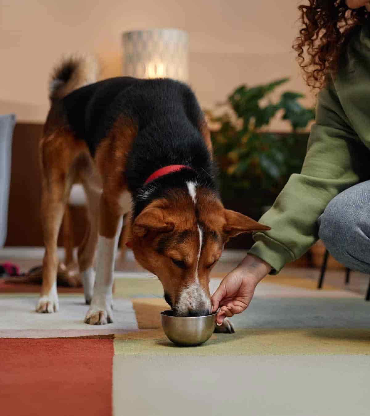 Pet relaxing at home during an attentive visit
